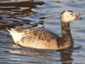 Barnacle Goose x Ross's Goose hybrid